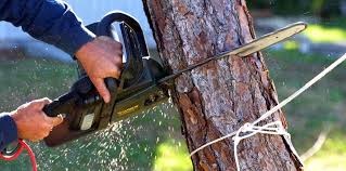 Professional Tree Services in Carrizo Hill, TX