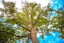 Best Tree Cabling and Bracing  in Carrizo Hill, TX