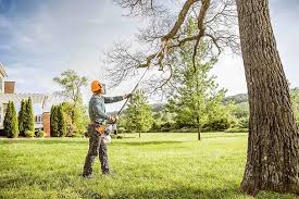 How Our Tree Care Process Works  in  Carrizo Hill, TX