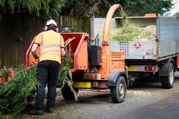Best Tree Risk Assessment  in Carrizo Hill, TX