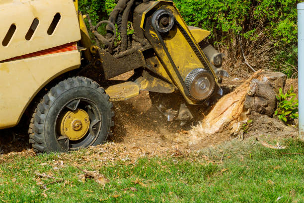 How Our Tree Care Process Works  in  Carrizo Hill, TX