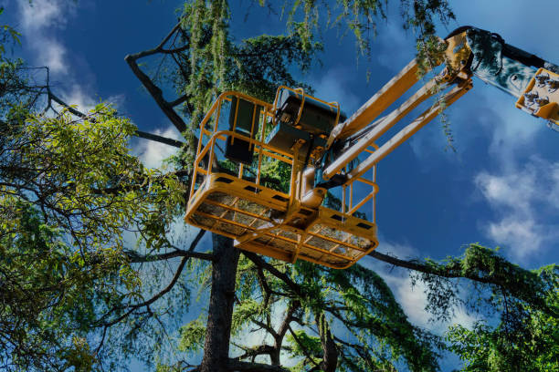 Best Tree Disease Treatment  in Carrizo Hill, TX