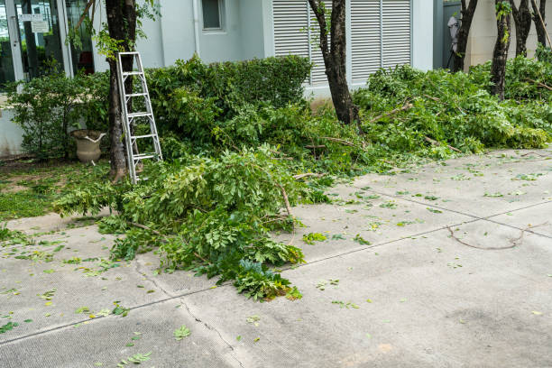 Best Hazardous Tree Removal  in Carrizo Hill, TX