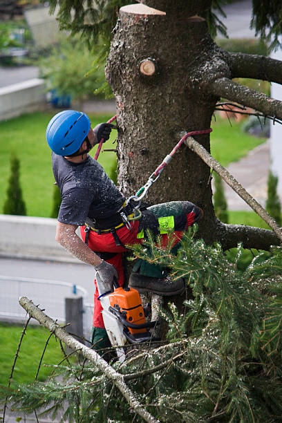 Best Leaf Removal  in Carrizo Hill, TX