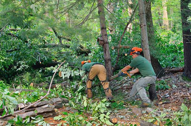 Best Tree Removal  in Carrizo Hill, TX