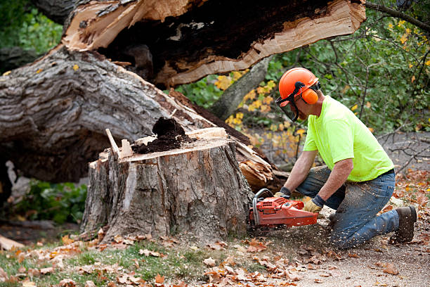 Best Tree Trimming and Pruning  in Carrizo Hill, TX