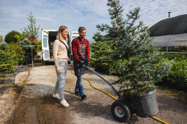 Best Lawn Grading and Leveling  in Carrizo Hill, TX