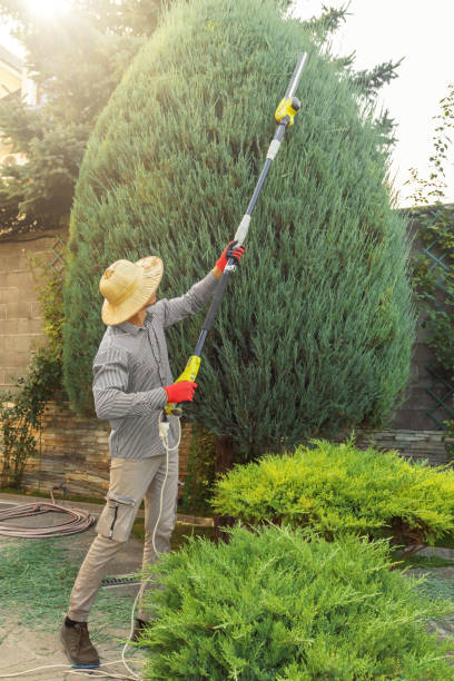 Best Emergency Tree Removal  in Carrizo Hill, TX