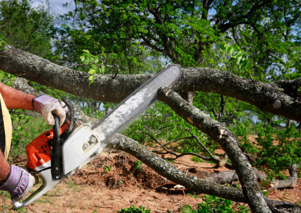 Best Tree and Shrub Care  in Carrizo Hill, TX