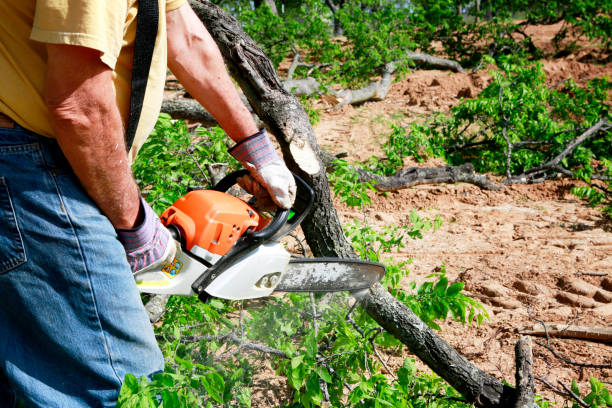 Best Utility Line Clearance  in Carrizo Hill, TX