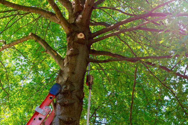 Best Arborist Consultation Services  in Carrizo Hill, TX